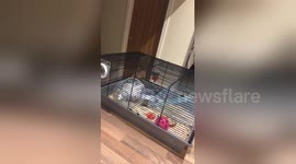 Newsflare Edit - Hamster that thinks he’s Spider-Man!