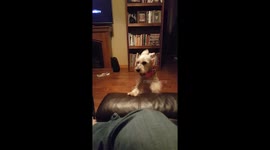 Puppy talking
