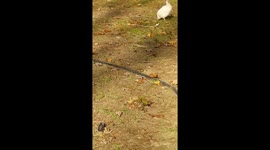 Momma and baby guineas