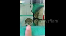 Tiny turtle does funny play-acting