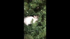 Cat uses Christmas tree as bed