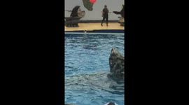Seals at play