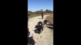 Turkey trot