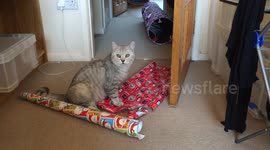 Cat ruins wrapping paper