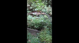 Dinosaur in the wild