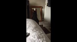 German shepherd puppy see's his reflection for the first time