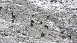 Red deer & Stags foraging in early snowfall over Cairngorms Nov 2017