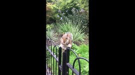 Nature is beautiful, squirrel eating from hand
