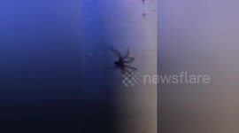 Man tries to get spider to crawl into his mouth