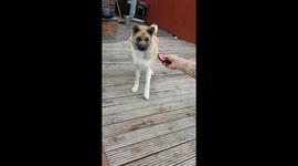 Akita Vs Vape