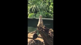 Meerkat  barking like a dog
