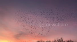 Starling murmuration swirl in beautiful sunset sky