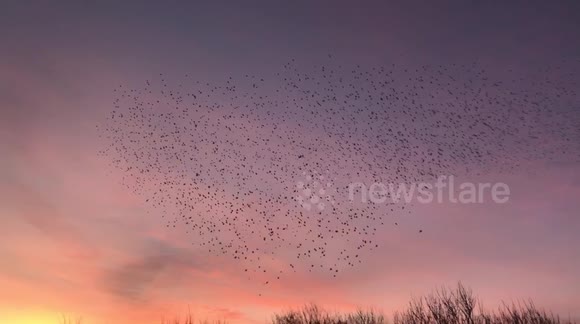 Starling murmuration swirl in beautiful sunset sky