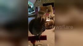 Pet parrot creates bizarre shopping list on owner's Amazon Echo device