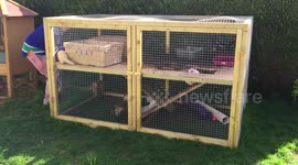 Ferret falls down hole