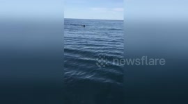 Newsflare Edit - 30+ foot basking shark hits boat off the coast of Maine