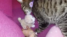 Cat thinks kitten teddy is her real baby