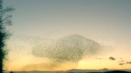 Starling Murmurations Create Giant Mushroom Shape In the Sky