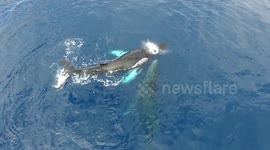 Humpback whale couple engages in graceful ballet
