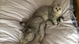 Cat cuddling brother's tail