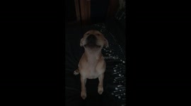 My puppy staffy Rocky with the hairdryer