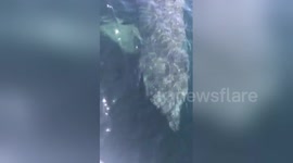 Enormous basking shark hits boat off US coast