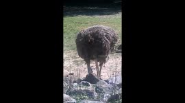 Memphis Zoo