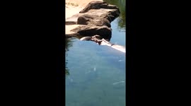 Memphis Zoo