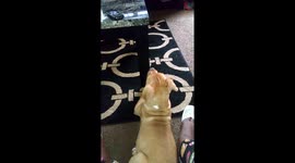 Part 2 kane watching Tv