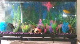My cichild tank