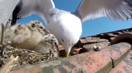 Feeding time in a seagull's nest