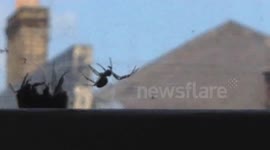 Bumblebee appears to rescue another bee from a spider's web
