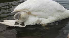 Cygnet hitches a ride on swan's tail