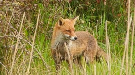 Fox hunting ducks in reed bed