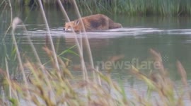 Fox stalking ducks in lake