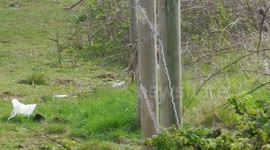 Fox hunting rabbits in waste ground
