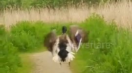 Duck crash-lands on path