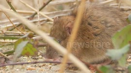 Young rat feeding on bird seed