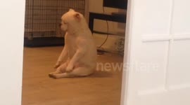 Duba the bulldog tried to lick her own chest