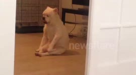 Bulldog struggles to lick its own chest