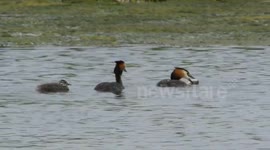 Grebe swallows huge fish