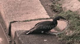 Cormorant swallows huge eel