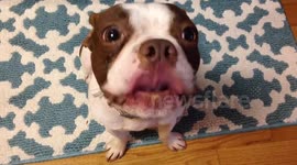 Boston Terrier laps up peanut butter