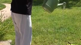 Hummingbird drinking water from watering can