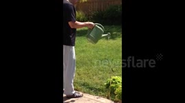 Hummingbird drinks from watering can