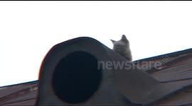 Firemen rescue trapped kitten from roof