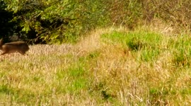 Brown hare in Dorset stubble field