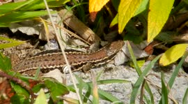 lizard tickled by snail