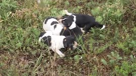 Firemen rescue trapped puppies