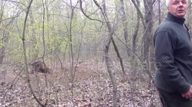 Saving aggressiv and wounded boar from poaching trap!